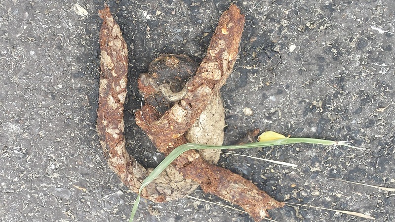 Escrementi ma di chi?